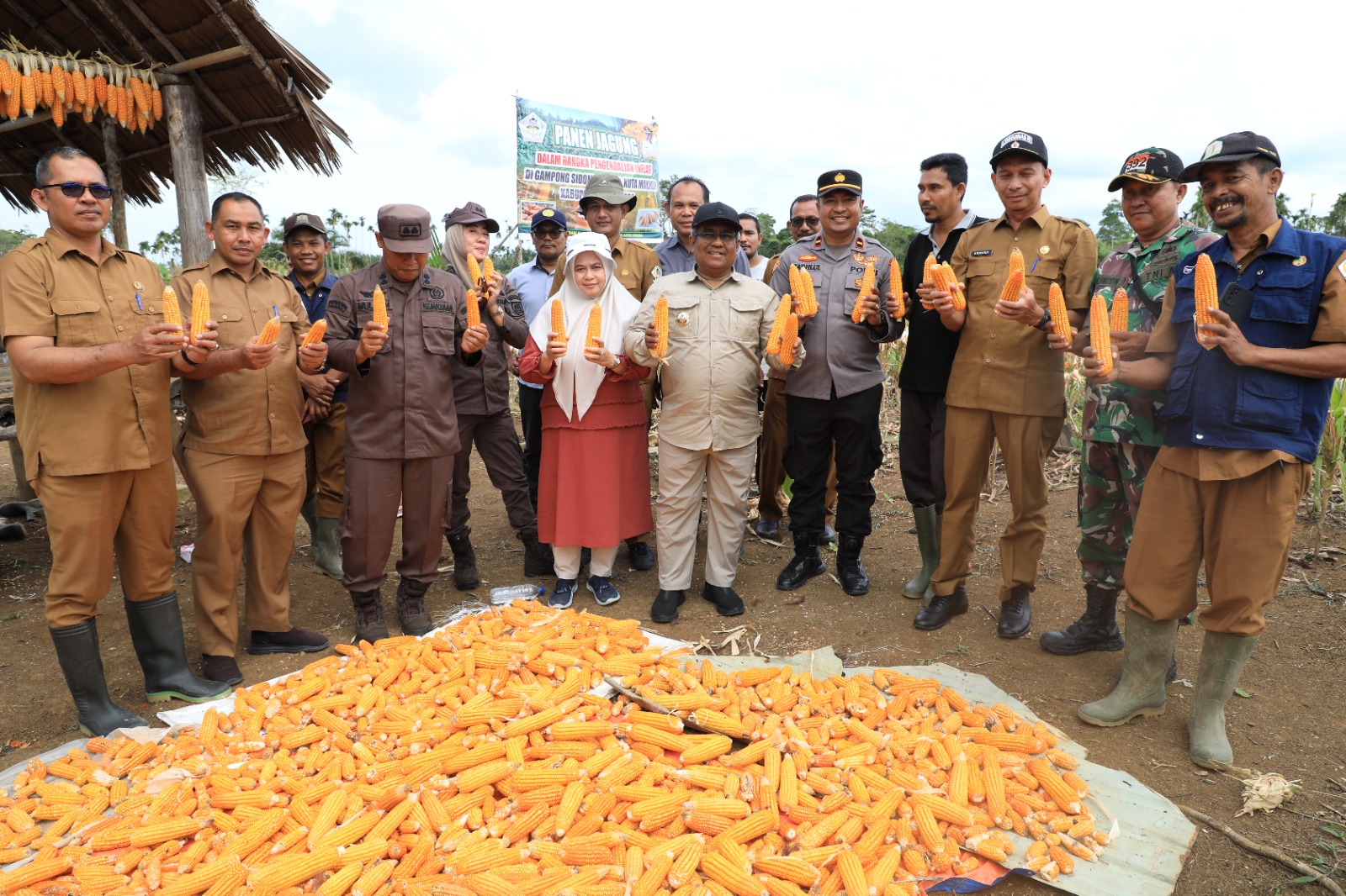 Mahyuzar Panen 1000 Ha Jagung Kering Pipil Di Aceh Utara