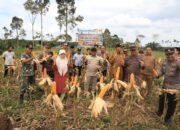 Mahyuzar Panen 1000 Ha Jagung Kering Pipil Di Aceh Utara