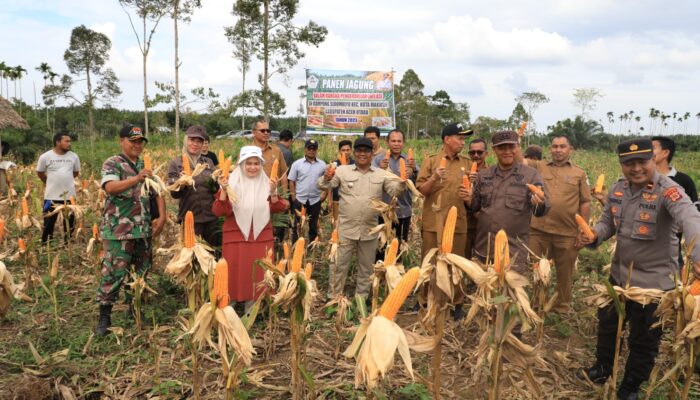 Mahyuzar Panen 1000 Ha Jagung Kering Pipil Di Aceh Utara