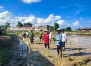 Pj Wali Kota Langsa Taman Padi Perdana