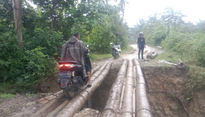 Sentra Perkebunan Kelapa Sawit Aceh Utara Di Barei Blang Terisolir