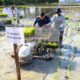 Sekdakab Aceh Besar, Sulaimi bersama Wamen Pertanian RI, Harvick Hasnul dan Qolbi menanam padi dengan menggunakan mesin penanam padi (transplanter) di Gampong Lam Ilie Mesjid, Kecamatan Indrapuri, Aceh Besar, Jumat (22/12). (Waspada/Ist)