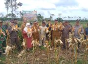 Jagung Kering Pipil Pengendali Inflasi Di Aceh Utara