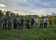 Pj Bupati Panen Bawang Di Gampong Saney