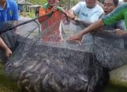 Warga Desa Perkebunan Airbatu I/II panen ikan Gurami dalam program ketahanan pangan di desa. Waspada/Rahmad F Siregar