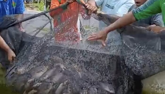 Tingkatkan Ketahanan Pangan, Desa Airbatu I/II Panen Gurami