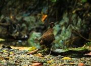 Nama Alue Lhok Viral Di Kalangan Pecinta Burung Dunia, Kenapa..???