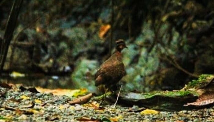 Nama Alue Lhok Viral Di Kalangan Pecinta Burung Dunia, Kenapa..???