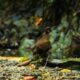 Burung Puyuh Gongong Berkalung Emas. Waspada/Ist