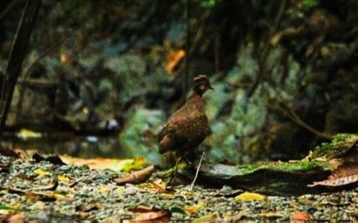 Burung Puyuh Gongong Berkalung Emas. Waspada/Ist