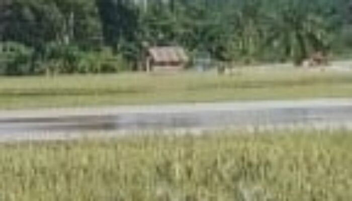 Di Palas, Ratusan Hektar Lahan Sawah Rusak Akibat Bencana Banjir