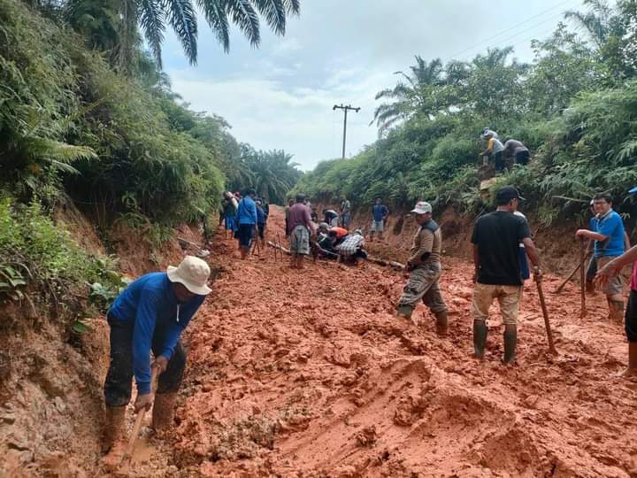 Jalan Sulit Dilalui, Ribuan Hektar Sawit Masyarakat Terpaksa Tidak Panen Jalan Sulit Dilalui, Ribuan Hektar Sawit Masyarakat Terpaksa Tidak Panen