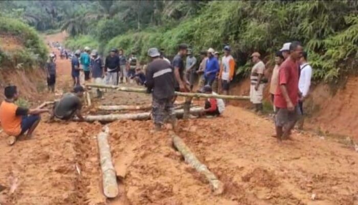 Jalan Sulit Dilalui, Ribuan Hektar Sawit Masyarakat Terpaksa Tidak Panen