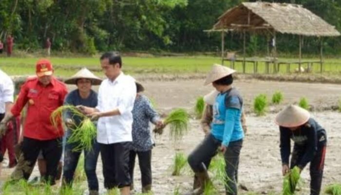 Jokowi: Tahun 2024 Indonesia Masih Harus Impor Beras