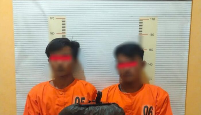 Polres Tapteng Ringkus Dua Orang Terduga Pemilik 1,7 Kg Ganja