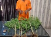 Terbukti Tanam Ganja, MS Diamankan Polisi