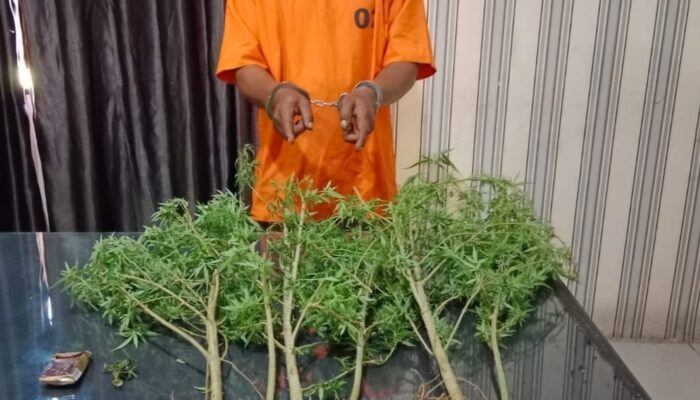 Terbukti Tanam Ganja, MS Diamankan Polisi