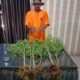 Terbukti Tanam Ganja, MS Diamankan Polisi