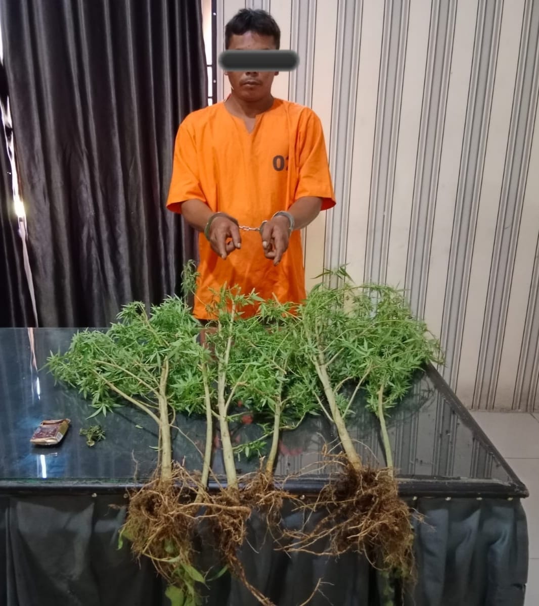 Terbukti Tanam Ganja, MS Diamankan Polisi