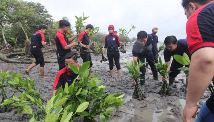 Alfamidi Tanam 300 Bibit Mangrove Peringati Hari Gerakan Satu Juta Pohon
