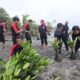 Alfamidi Tanam 300 Bibit Mangrove Peringati Hari Gerakan Satu Juta Pohon