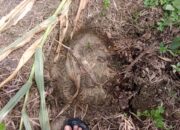 Gajah Liar Obrak-abrik Kebun Petani Aceh Timur