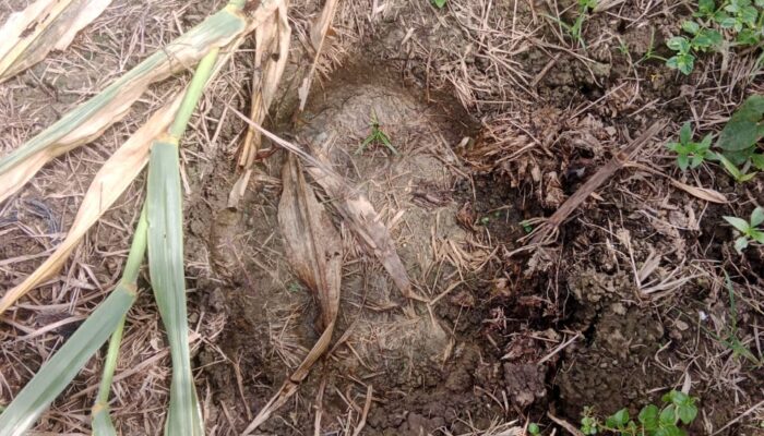 Gajah Liar Obrak-abrik Kebun Petani Aceh Timur