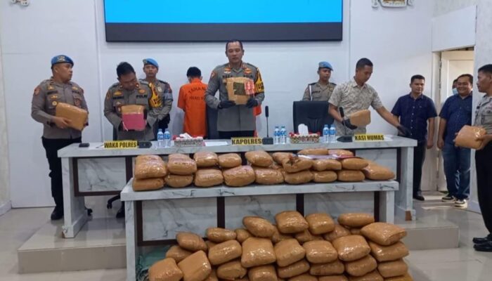 Gagalkan 116 Ball Ganja Kering Siap Edar, Polres Madina Gercep Buru Bandar
