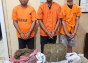 Polres Langkat Amankan Tiga Tersangka Dan 32 Kg Ganja