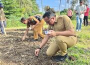Pj. Wali Kota Sabang Tanam Padi Gogo Di lahan Petani