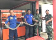 Petugas BPBD Evakuasi King Kobra 3,5 Meter