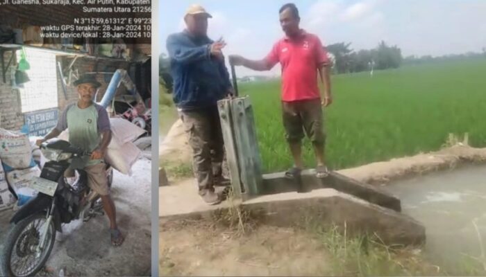 Distanbun Batubara: Tidak Benar Sawah Kekeringan Dan Pupuk Langka