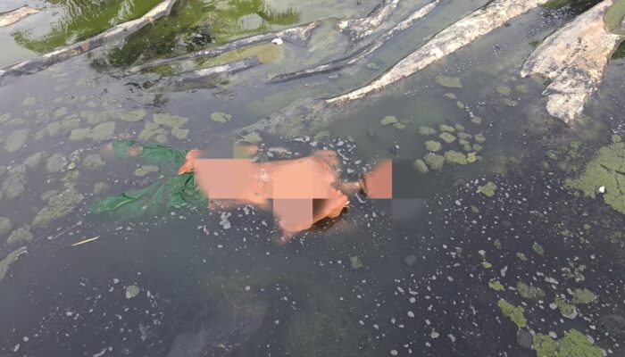 Pekerja Kolam Tewas Di Tambak Udang