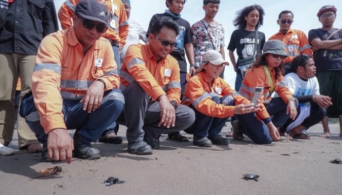 PT AR Lepas Tukik Di Pesisir Pantai Barat Tapsel