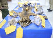 Polda Aceh Ungkap Kasus Perdagangan Satwa