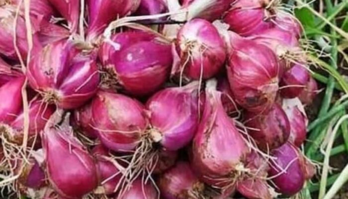 Januari 2024 Terjadi Inflasi 0,04 Persen