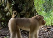 Kera Liar Serang Sekawanan Anak Hingga Luka Serius