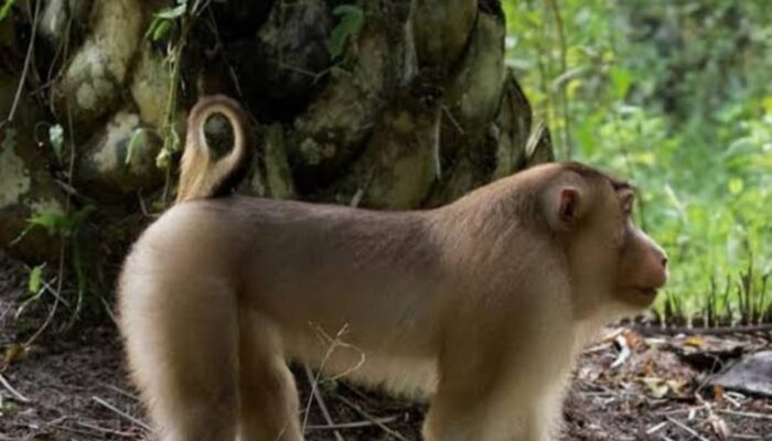 Kera Liar Serang Sekawanan Anak Hingga Luka Serius
