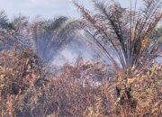 Pemadaman Kebakaran Lahan Di Lapang Baru 50 Persen