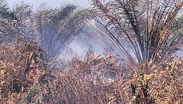 Pemadaman Kebakaran Lahan Di Lapang Baru 50 Persen