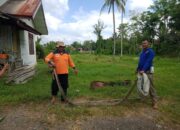 Piton 4 Meter Dievakuasi Di Belakang Rumah Warga