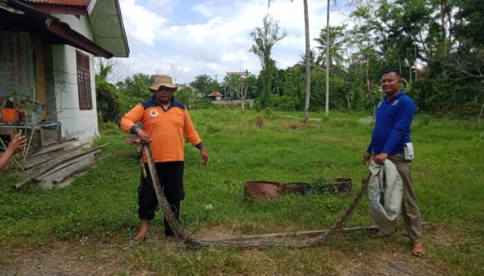 Piton 4 Meter Dievakuasi Di Belakang Rumah Warga