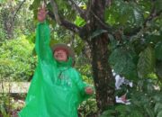 Serunya Ikut Panen Duku di KCBN Muarajambi, Nilainya Bisa Sampai Rp700 Juta