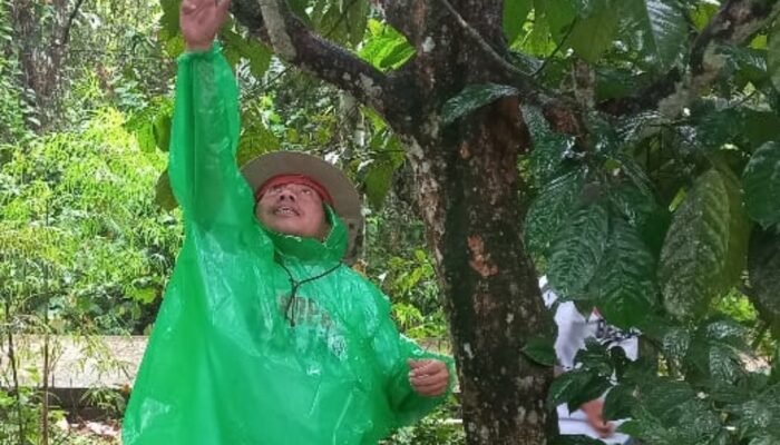Serunya Ikut Panen Duku di KCBN Muarajambi, Nilainya Bisa Sampai Rp700 Juta