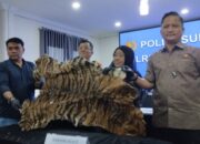 Jual Kulit Harimau, Dua Warga Karo Diringkus Polisi