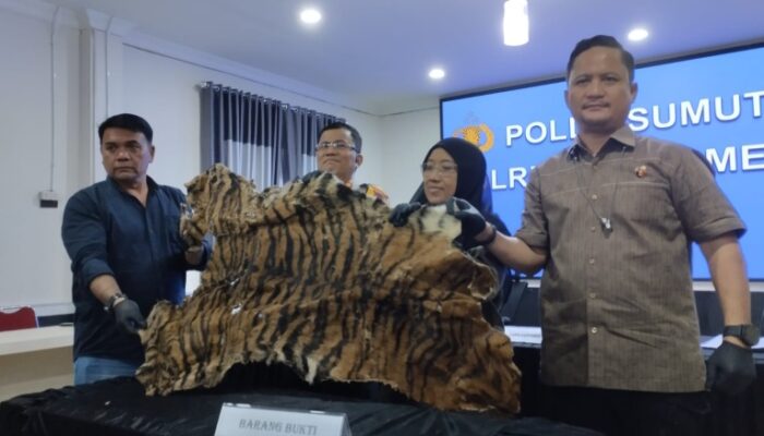 Jual Kulit Harimau, Dua Warga Karo Diringkus Polisi