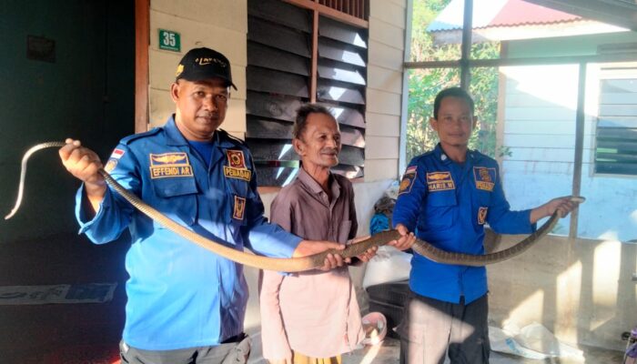 King Kobra Dievakuasi Di Tempat Tidur