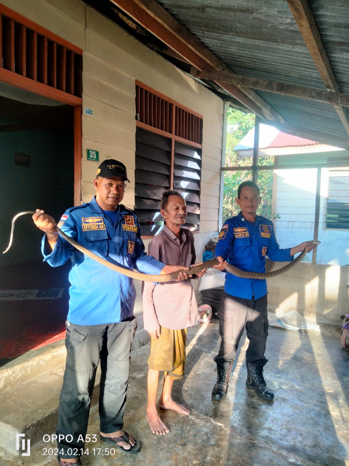 King kobra sepanjang tiga meter melingkar di samping kamar tidur warga dievakuasi petugas BPBD Aceh Besar, di Gampong Jantang, Kecamatan Lhoong, Kabupaten Aceh Besar, Rabu (14/2). Waspada/Ist