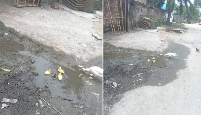 Tagihan Bertambah, Genangan Air Pipa Bocor Tempat Bebek Berenang