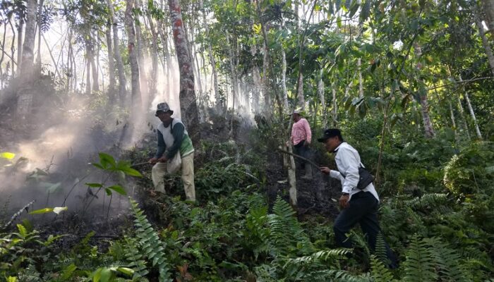 Tiga Hektar Hutan Dan Lahan Di Agara Terbakar